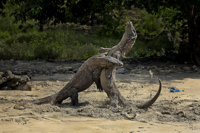 Драки взрослых самцов – потрясающее зрелище. Пыль и грязь летят в разные стороны под натиском тяжелых туш.