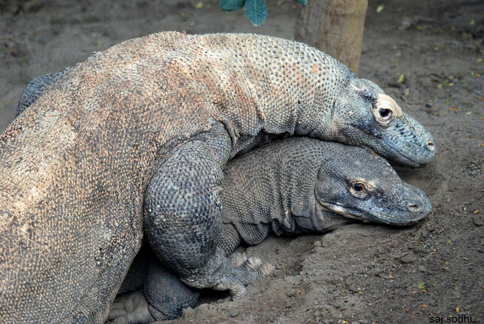 Всем нужны обнимашки. Даже таким холоднокровным рептилиям!