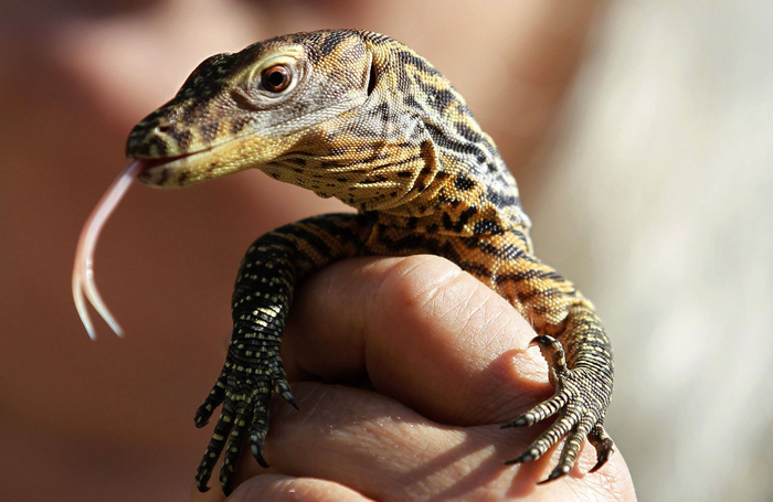 Всего самка откладывает до 20 яиц. Из них появляются «крохи» размером до полуметра!
