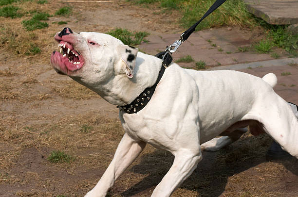 Ambuldog: On the special list of “potentially dangerous”. What did the American do so wrong? - American Bulldog, Dog, Animals, Yandex Zen, Yandex Zen (link), Longpost