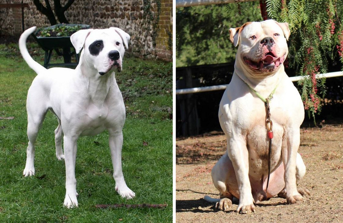 Слева — тип бульдогов Скотта. Справа — тип бульдогов Джонсона.