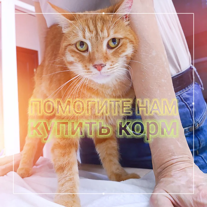 Просим помощи - Моё, Кот, Добрые дела, Черный кот, Нужда, Домашние животные, Животные, Дикие животные, Спонсор, В добрые руки, Лига Добра, Корм для животных, Видео, Вертикальное видео, Длиннопост