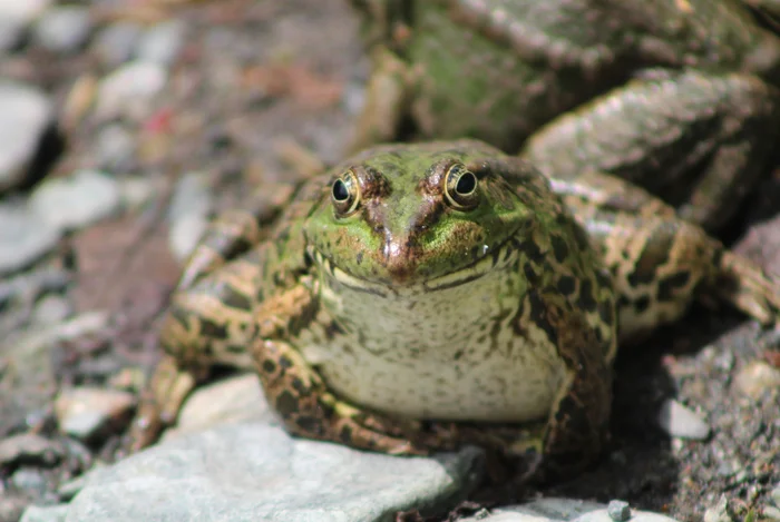 Это лягуха - Черное море, Лягушки, It Is Wednesday My Dudes, Головастики, Длиннопост, Моё