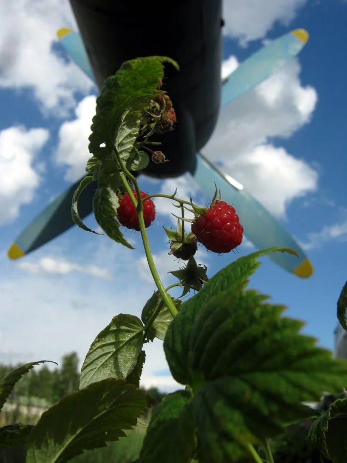 Aviation raspberry - Raspberries, Aviation, Airplane, The photo, Aerodrome, Nature, Berries, Summer