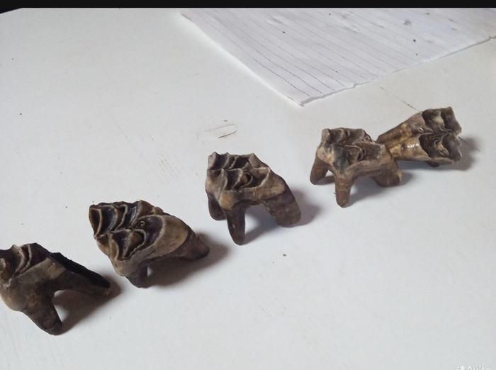 Вопрос к знатокам. Чьи зубы?