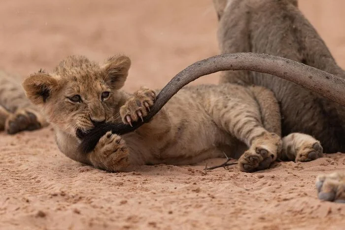 Favorite tail - Lion cubs, a lion, Big cats, Cat family, Predatory animals, Wild animals, wildlife, National park, South Africa, Tail, Animal games, The photo, Longpost