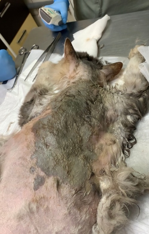 A domestic cat was eaten alive by maggots. I really need help - My, cat, Help, Helping animals, No rating, Animal Rescue, The rescue, Homeless animals, Fluffy, Pet the cat, Cat lovers, In good hands, The photo, Mobile photography, Vertical video, Moscow, Negative, Pets, Fat cats, Longpost, The strength of the Peekaboo, Video