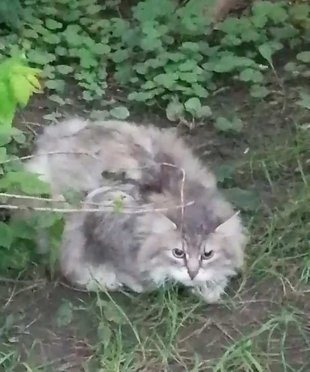 A domestic cat was eaten alive by maggots. I really need help - My, cat, Help, Helping animals, No rating, Animal Rescue, The rescue, Homeless animals, Fluffy, Pet the cat, Cat lovers, In good hands, The photo, Mobile photography, Vertical video, Moscow, Negative, Pets, Fat cats, Longpost, The strength of the Peekaboo, Video