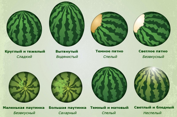 Кто-нибудь когда-нибудь видел круглый, тяжёлый, с тёмным пятом и с большой паутинкой, тёмный и матовый арбуз?