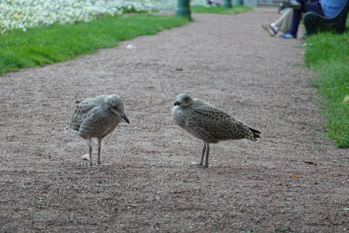 Видел(а) цыплят чайки? Теперь — видел(а).
