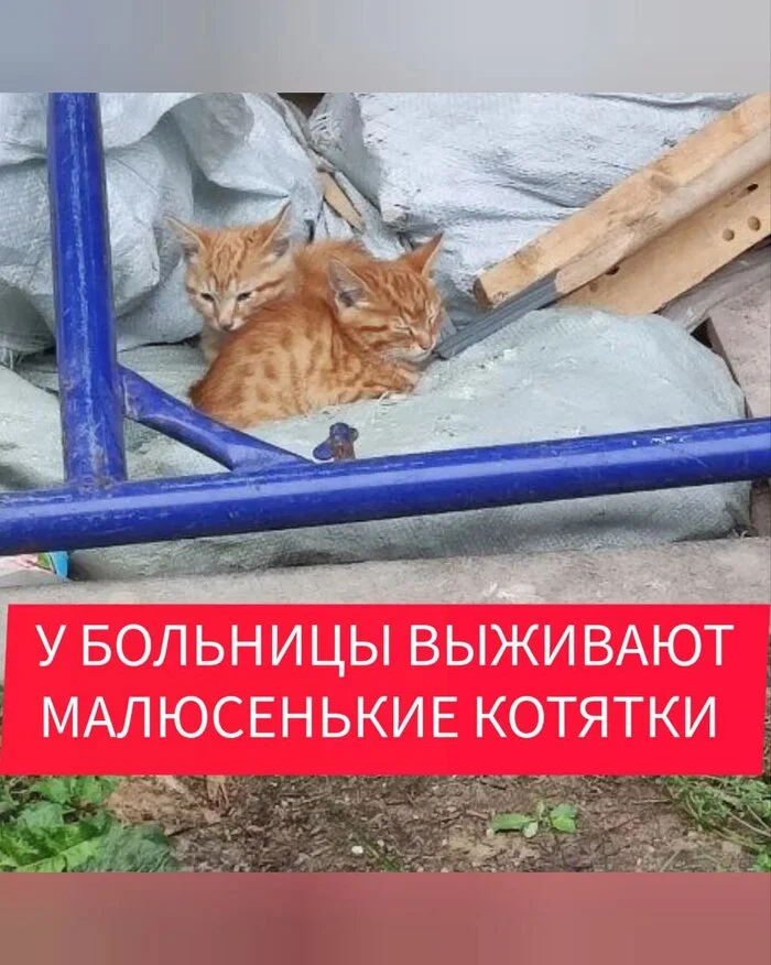 Little red kittens survive on the street, on the hospital grounds - My, cat, Kittens, Animal Rescue, Small cats, Cat lovers, No rating, Longpost, Animal shelter, Homeless animals, Pets, In good hands, Is free, SOS, Helping animals, Moscow