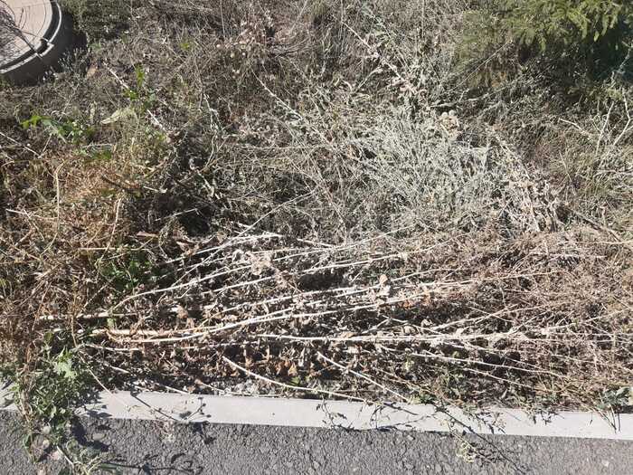 Пожухлые остатки скошенного цикория.