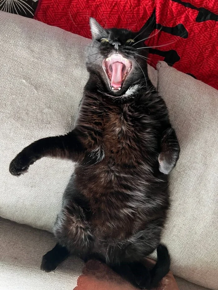 Just to yell [2] - My, cat, The photo, Pets, Animals, Black cat, Yawn, Longpost