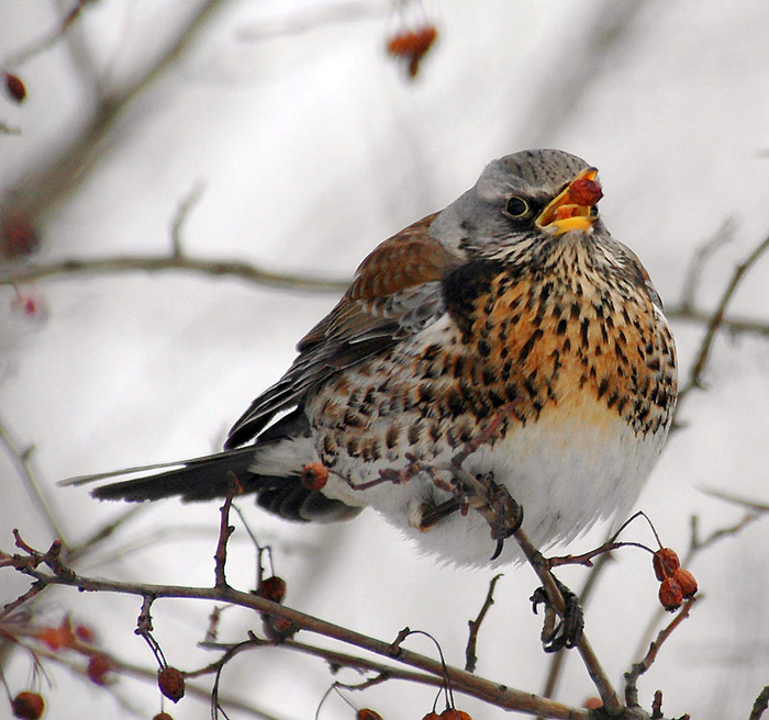 В отличие от других дроздов, наш герой поёт так себе. Его пение напоминает трещётку.