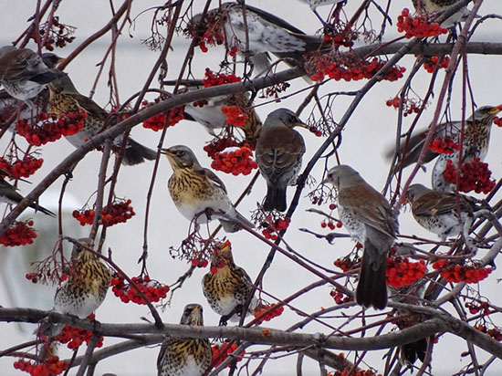 Field Thrush: Vigorous bombardment of droppings at any hint of disrespect - Thrush, Birds, Animals, Wild animals, Yandex Zen, Video, Youtube, Yandex Zen (link), Longpost