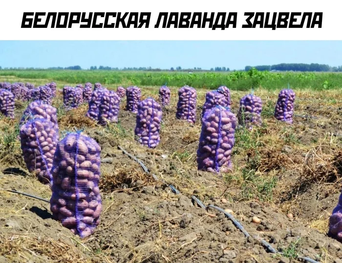 Belarusian lavender - Images, Picture with text, Potato, Positive, Humor