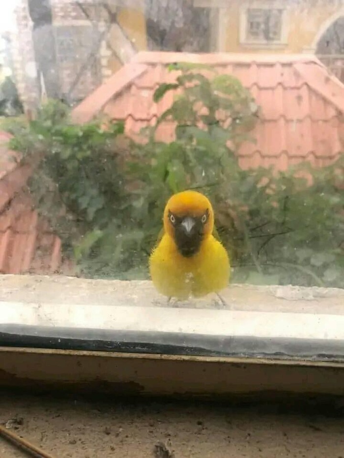 А ну быстро мне крошек отсыпал