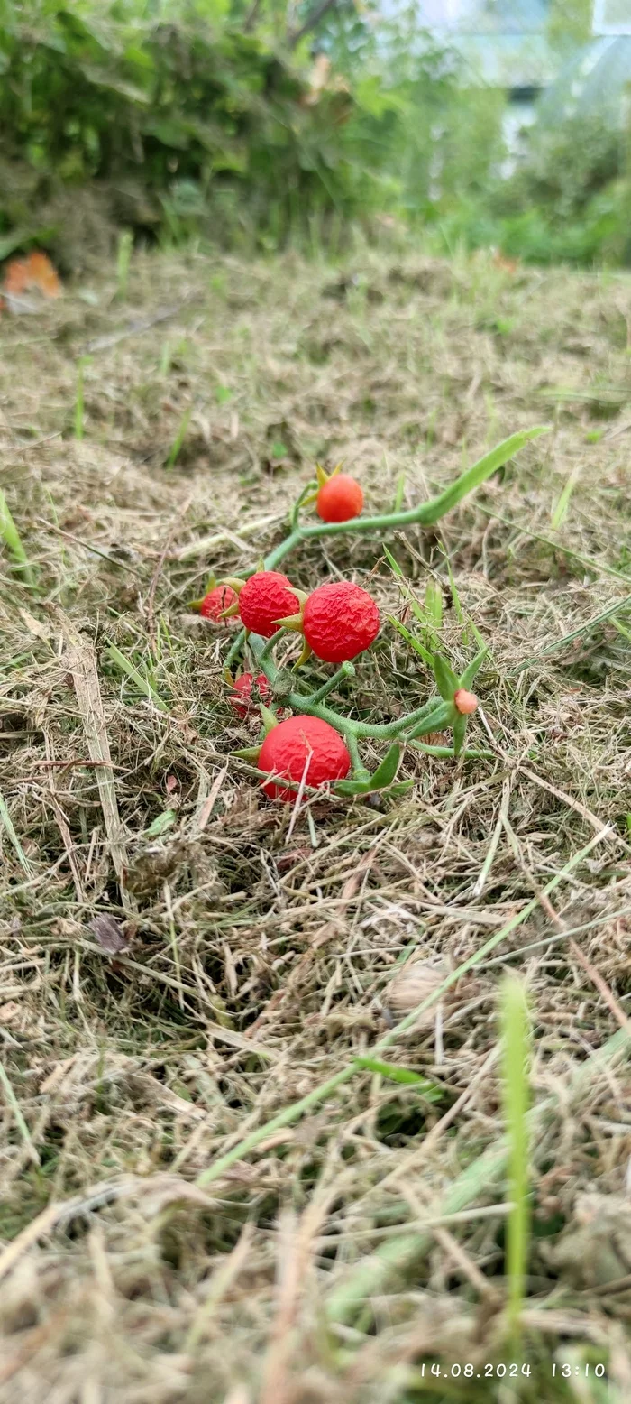 Tomatoes - Mobile photography, Nature, Garden, Longpost