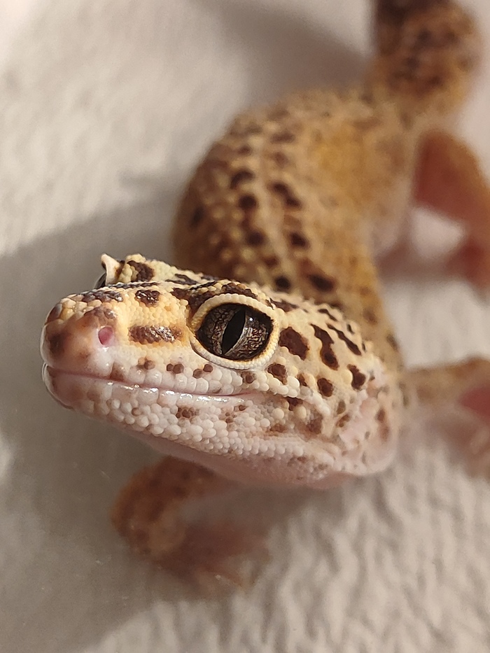 А это Изи , гуляет , позирует , живёт с нами, раздражает Ёсика )