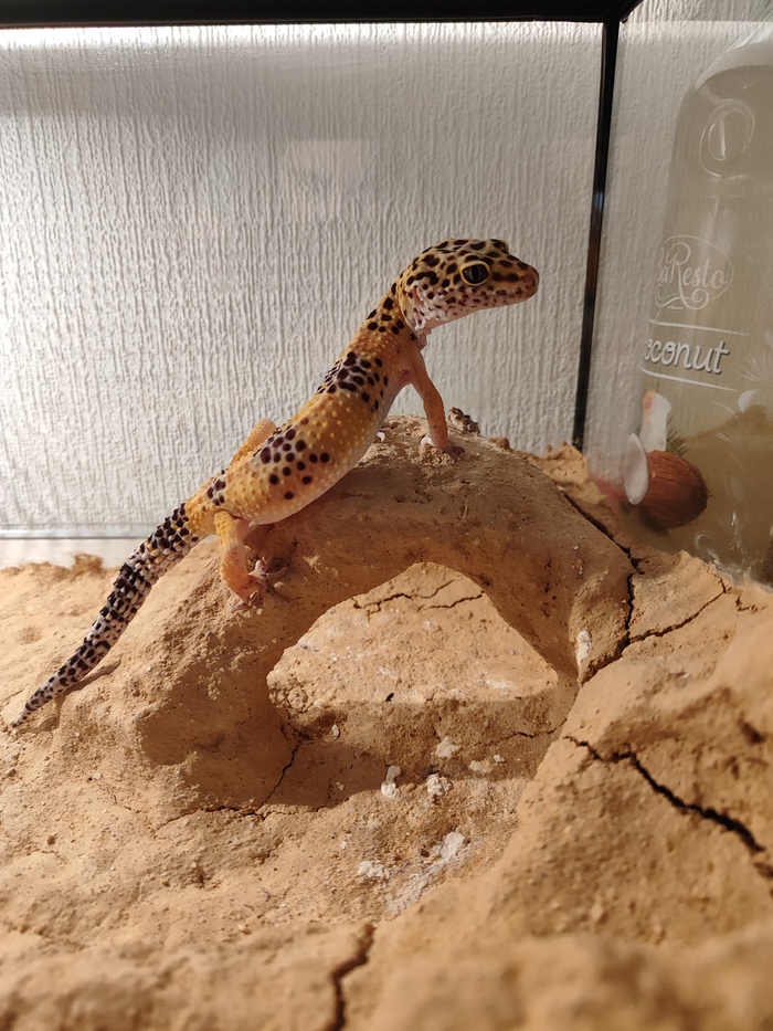 А это Ozzy, обоклал всё кругом, созерцает