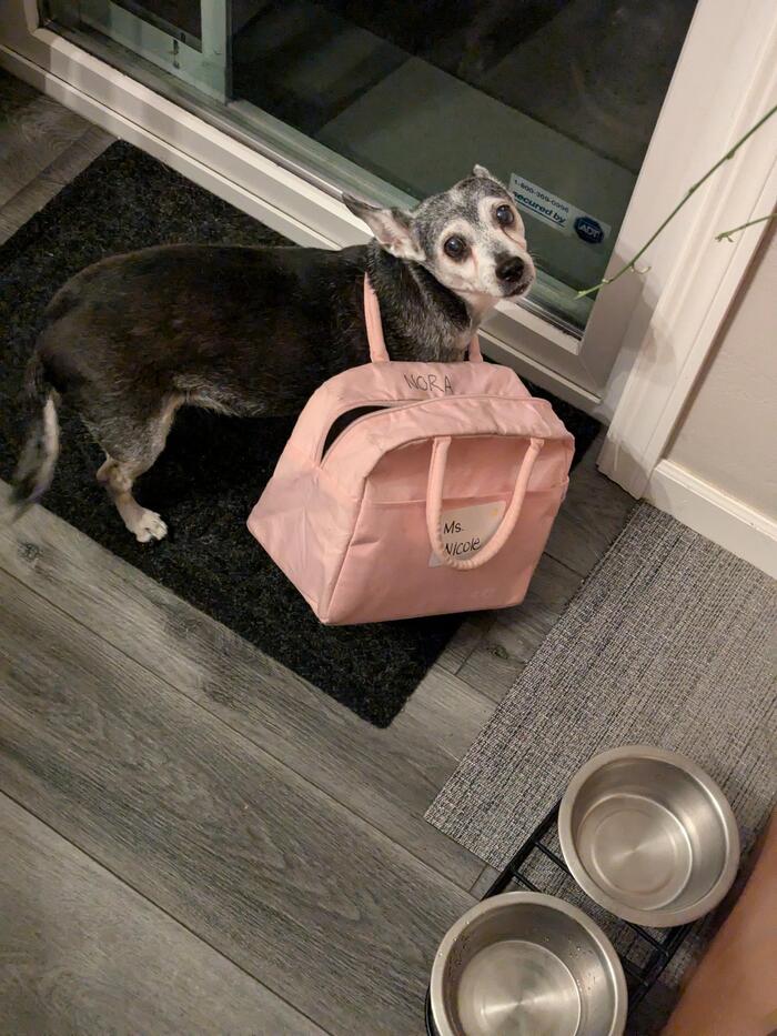 I'll go on a date with your purse, okay? - Dog, Pink, Сумка, Door, Mat