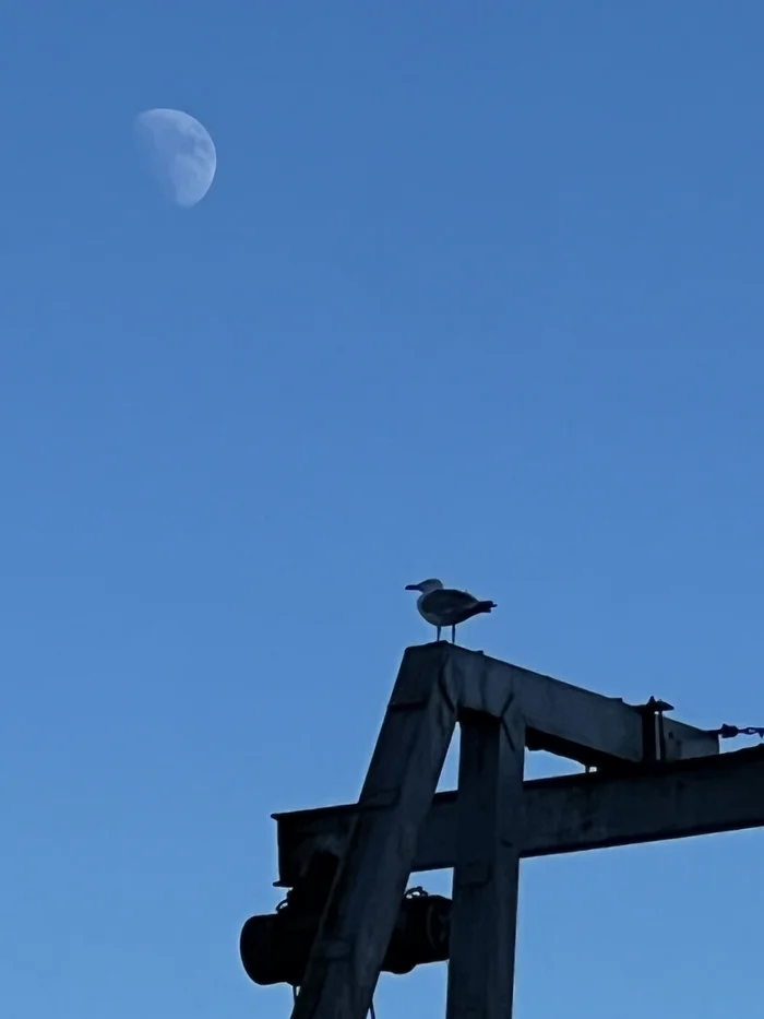 Moon - My, The photo, moon, Seagulls, Meditation, Flight