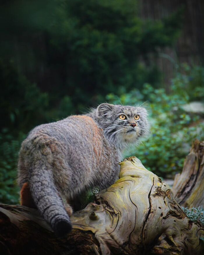 Неотразимый Куби