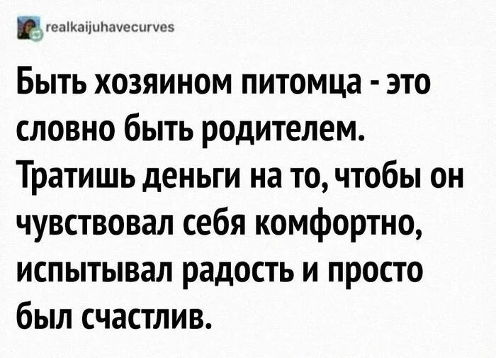 Все для моего любимца! - Картинка с текстом, Юмор, Любовь, Милота, Животные, Дети, Забота, Друг