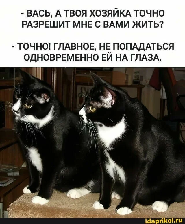 История о том: как одному самонадеянному коту, едва не оторвали хвост - Моё, Ситуация, Судьба, Борьба за выживание, Проза, Месть, Длиннопост, Кот