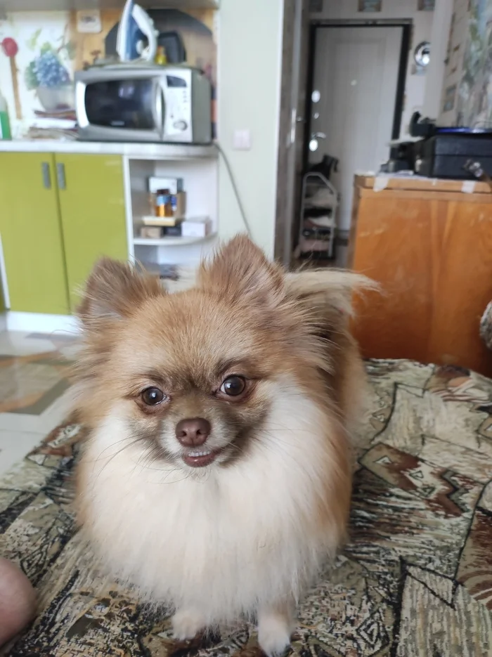 The dog is missing - My, Dog, Lost, The rescue, Kindness, Longpost, The dog is missing, Spitz, Vyksa, Nizhny Novgorod Region, Help me find, No rating