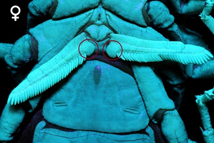  Parabuthus transvaalicus.       