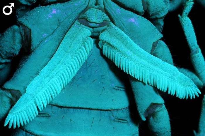  Parabuthus transvaalicus.   ,       