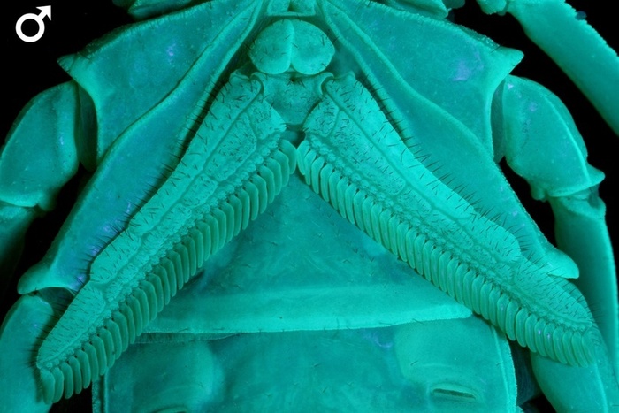    Androctonus australis 33    34 .