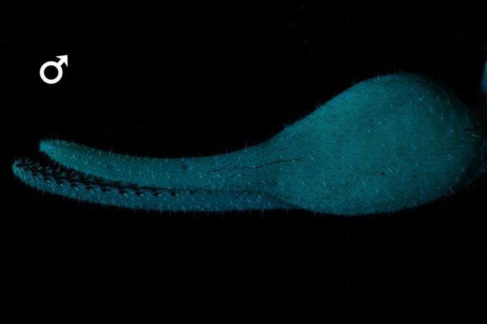  Parabuthus transvaalicus