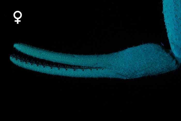  Parabuthus transvaalicus