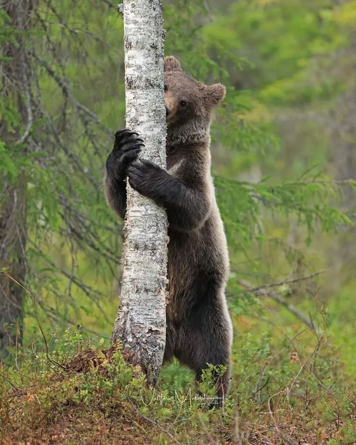 Hide and seek - The Bears, Brown bears, Predatory animals, Wild animals, wildlife, Finland, The photo