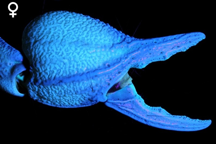  Opistophthalmus capensis