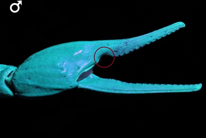  Androctonus mauritanicus.        