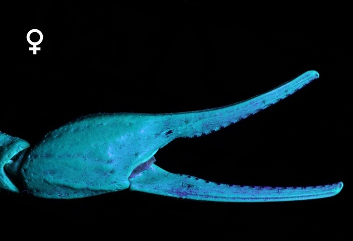  Androctonus mauritanicus