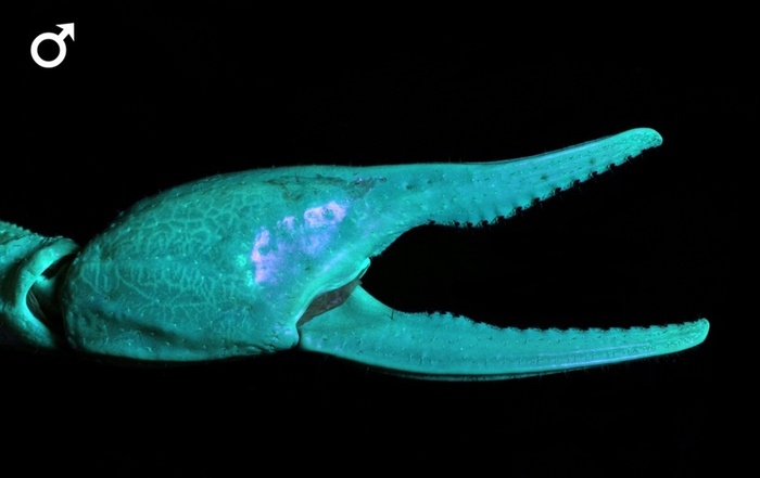  Androctonus australis