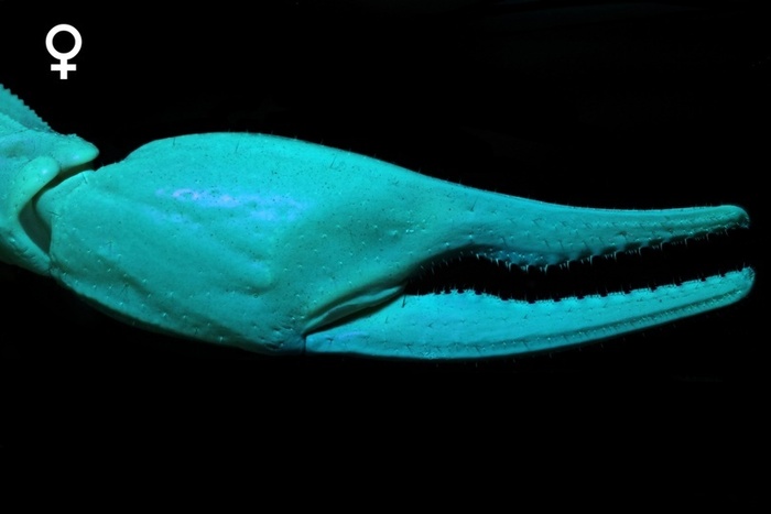  Androctonus australis