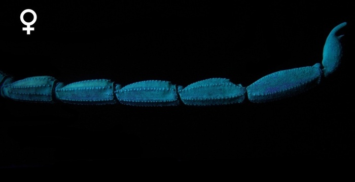  Centruroides bicolor