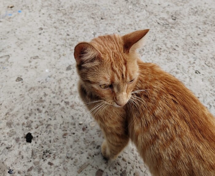 � ��� ���� �����