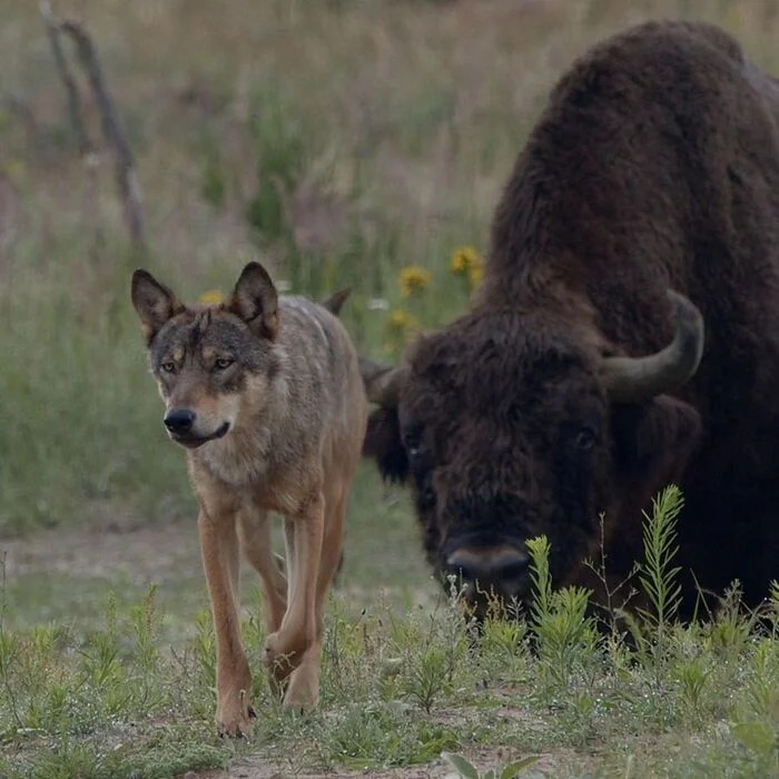 Wolf and bison - Wolf, Canines, Predatory animals, Bison, Buffalo, Artiodactyls, Wild animals, wildlife, Reserves and sanctuaries, Europe, The photo