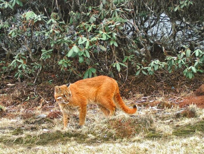 Temminck's cat - Cat Temminka, Small cats, Cat family, Predatory animals, Wild animals, wildlife, National park, Southeast Asia, The photo, Phototrap