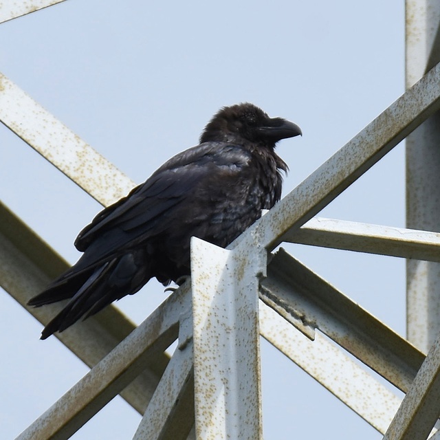 Crows) = - My, Birds, Black crows, Ornithology League