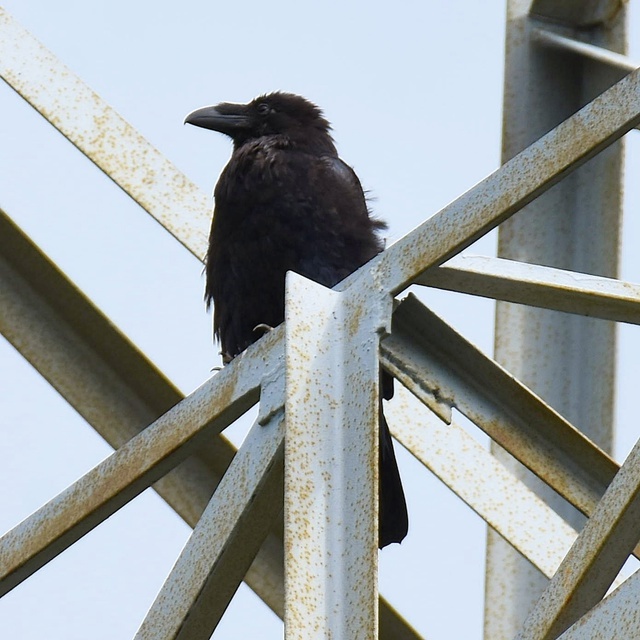 Crows) = - My, Birds, Black crows, Ornithology League