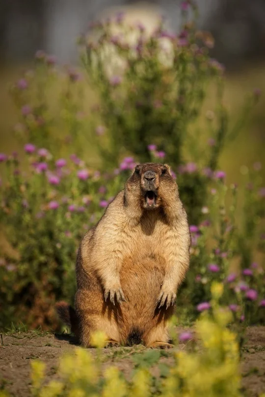 Chewy mole! What a chick! - Marmot, Animals, Flowers, wildlife, The photo, Field