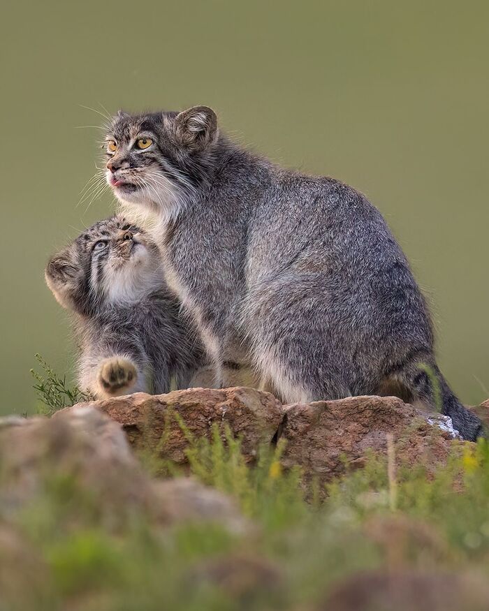 Ну мааааам! Ну возьми с собой на охоту!