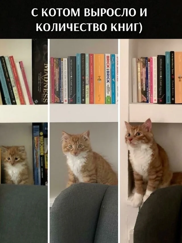 It's easier to read with a cat - Humor, Picture with text, cat, Books, Animals, Pets, Reading